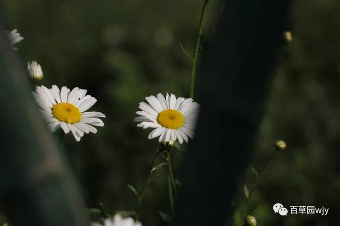 1547514136506130.jpg 2.jpg