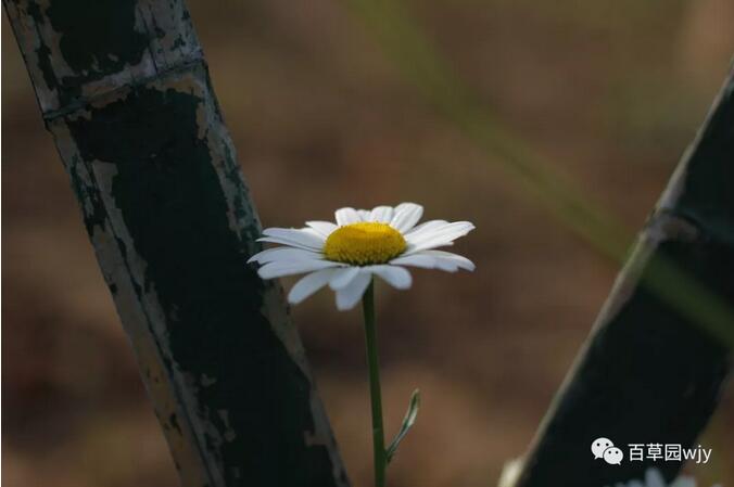 1547514115985189.jpg 1.jpg