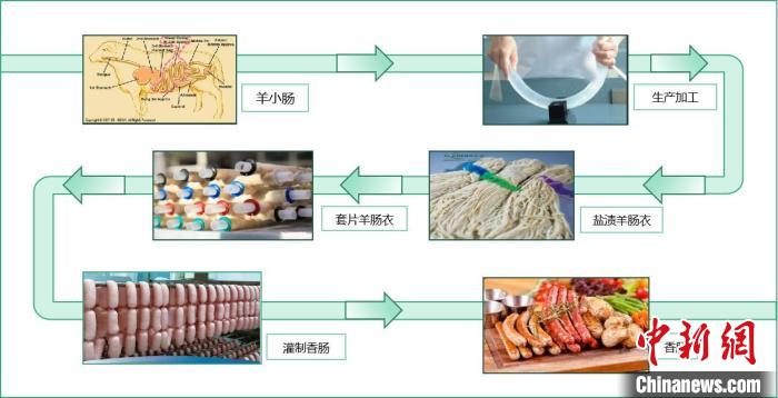 圖為腸衣生產(chǎn)加工過(guò)程示意圖?！∈茉L者供圖
